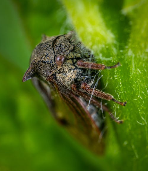 Macro Photography of Gray and Brown Tree Hopper on Green Leaf