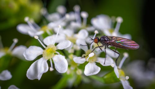 Beyaz Yaprak üzerine Tünemiş Mücevherli Kanatlı Böcek
