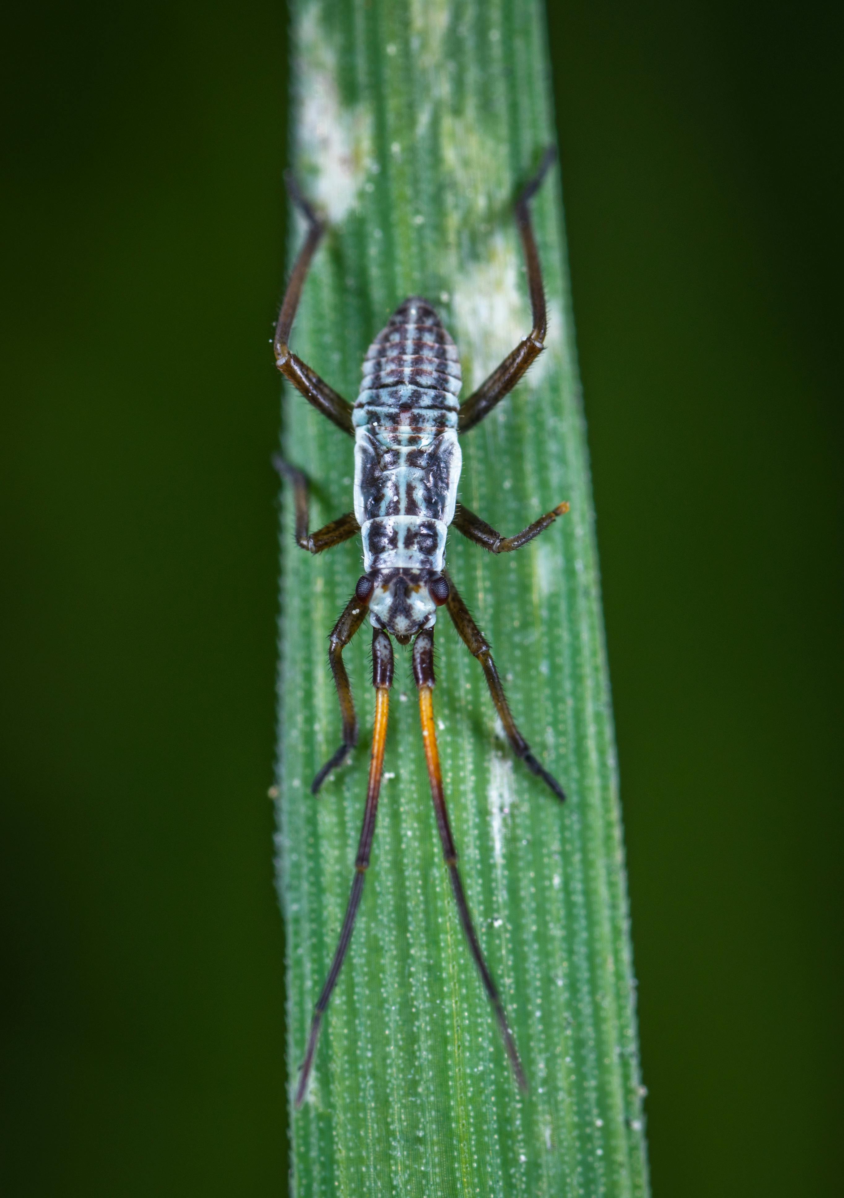 绿叶上带有详细图案和颜色的昆虫特写，拍摄于自然环境