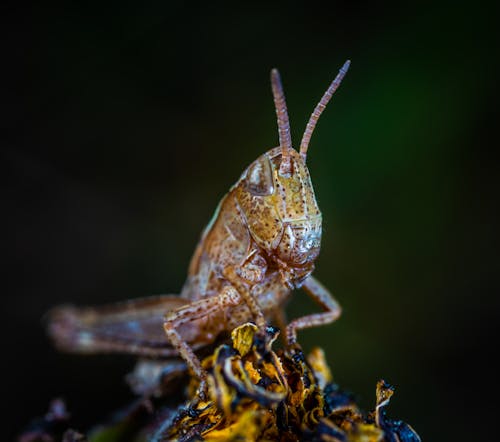 Macro Photo of Brown Grasshopper