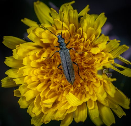 Макро фотография черного пузырчатого жука на желтом цветке