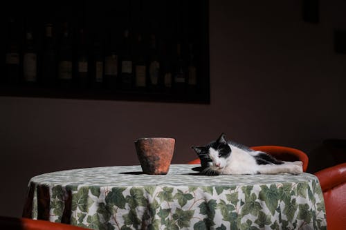 A Cat Lying Down on the Table