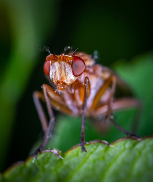 Free Macro Photography of Brown Fly on Green Leaf Stock Photo