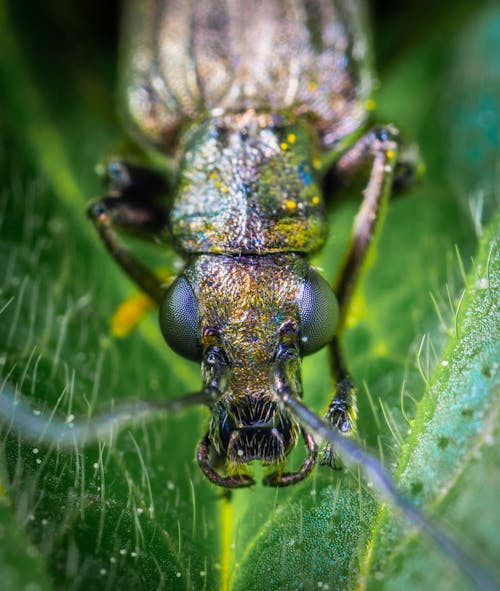 免费 棕色甲虫的微距照片摄影 素材图片