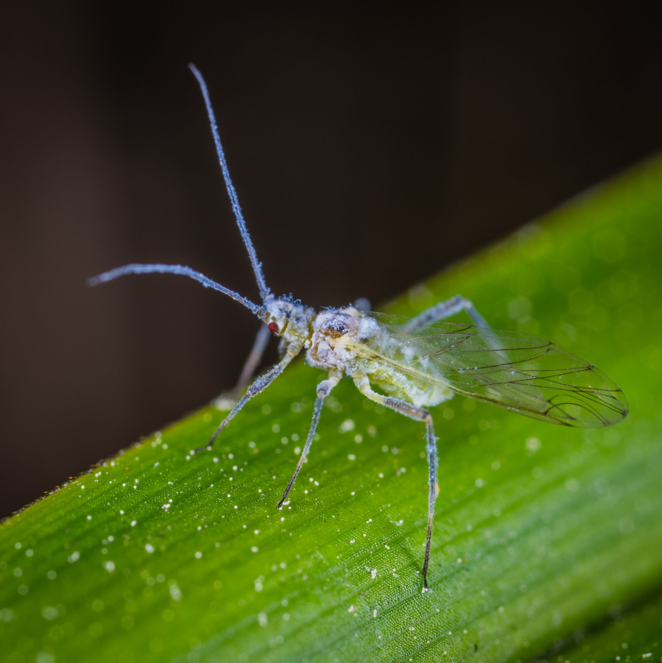 Clear and Gray Insect on Top of Green Stem · Free Stock Photo
