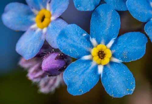 Fotografia Com Foco Seletivo De Flores Azuis E Amarelas