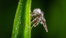 绿叶上，一只毛茸茸的飞蛾栖息的特写镜头，展现了错综复杂的细节