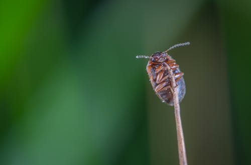 갈색 줄기에 갈색 딱정벌레의 매크로 사진
