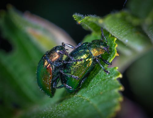 葉上的兩個綠色甲蟲