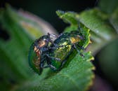 这张特写宏观图像捕捉了叶子上两只充满活力的绿色甲虫，展现了自然与野生动物摄影的魅力