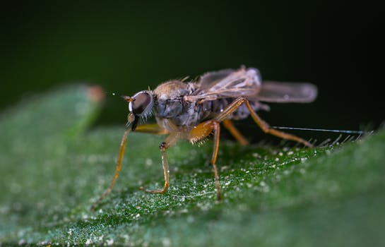 这张树叶上苍蝇的宏观特写图像，清晰地展示了其复杂的特征与周围环境
