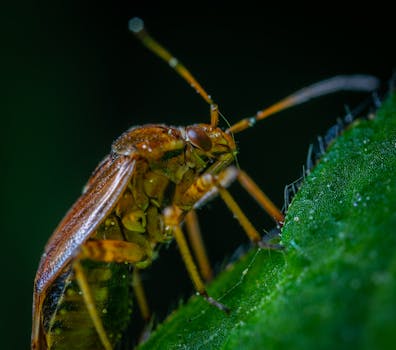 这张特写图像捕捉了绿叶上一只彩色昆虫的详细纹理和鲜艳色彩