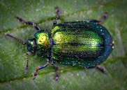 一只彩虹色的绿色甲虫在叶子上的特写镜头，展示了它充满活力的色彩和细节