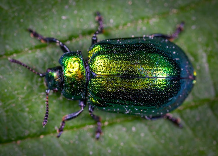 Macro Photography Of Jewel Beetle On Green Leaf