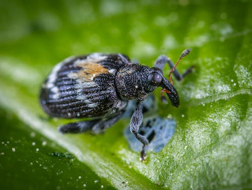 免費 黑色昆蟲在綠葉上的微距攝影 圖庫相片