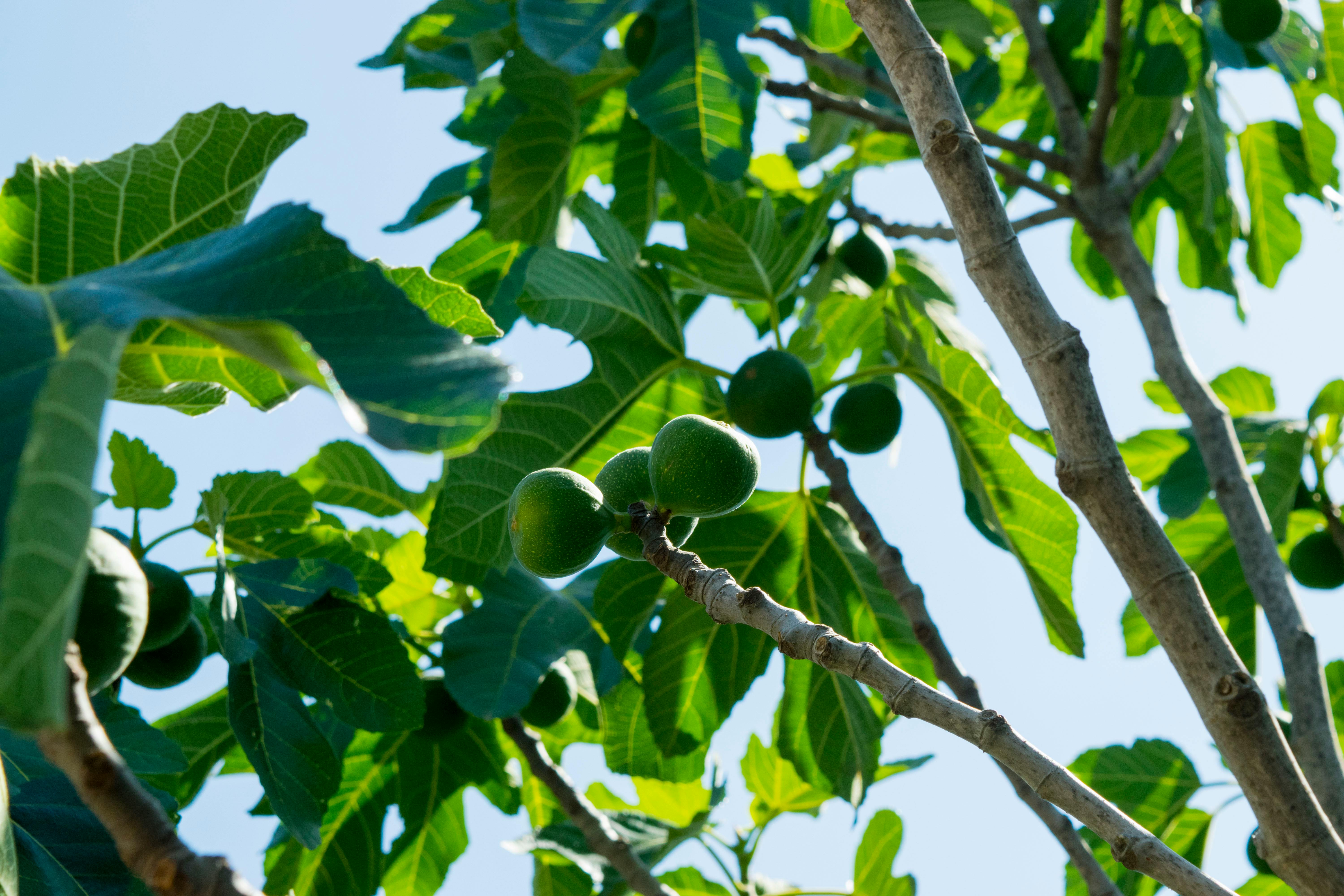 Free stock photo of Apulia, blue, figs