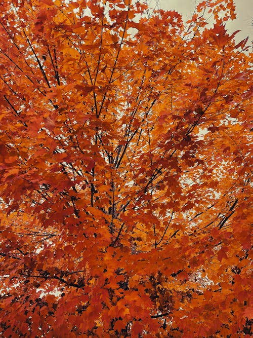 Free stock photo of autumn, autumn atmosphere, autumn trees