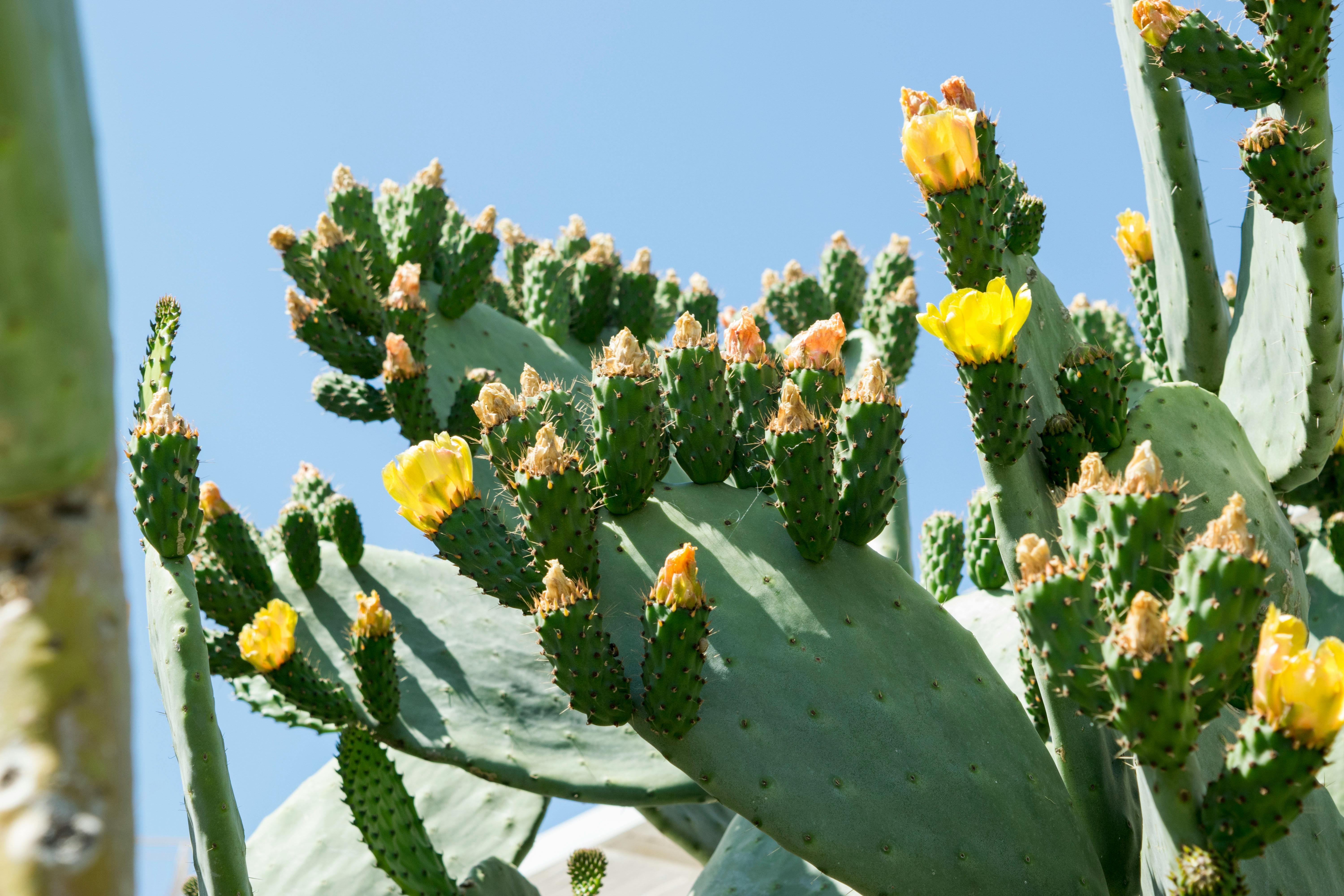Free stock photo of cactus, flower, orange