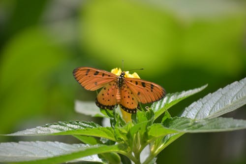 Free stock photo of adobe photoshop, butterfly on a flower, nikon camera