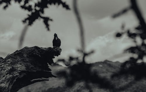 Barcelona Bird Perched on a Branch Grayscale Photo