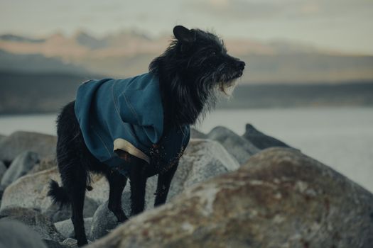 Black dog wearing a blue jacket on a rocky lakeshore, looking into the distance.