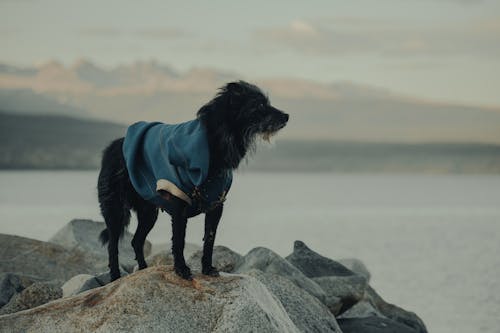 Free Black Long Coat Medium Dog on Gray Rocks Near Body of Water Stock Photo