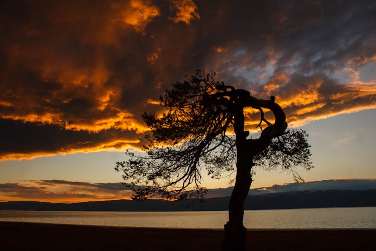 Silhouette Of Crooked Tree Under Storm Clouds