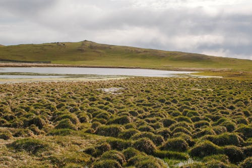 A Green Grass Field Near Body of Water Under the Cloudy Sky