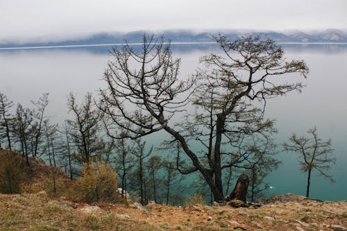 Trees on the Lakeside Mountain