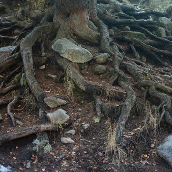 Root Causes of Unsustainability