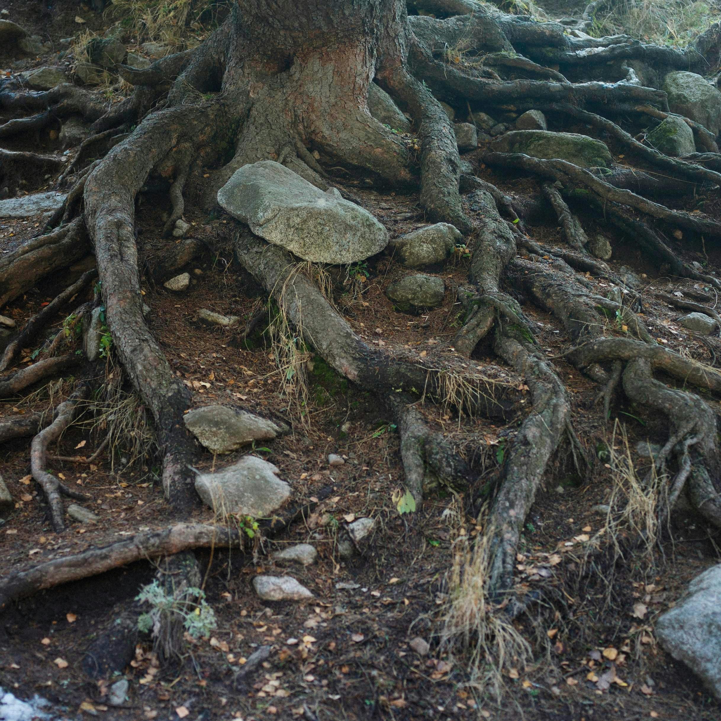 Roots Of A Tree · Free Stock Photo