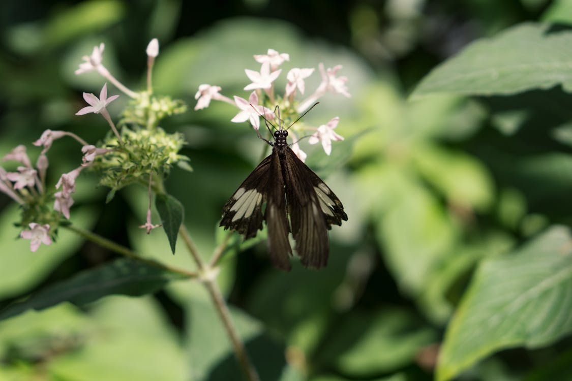 Free stock photo of animal, butterfly, dark butterly