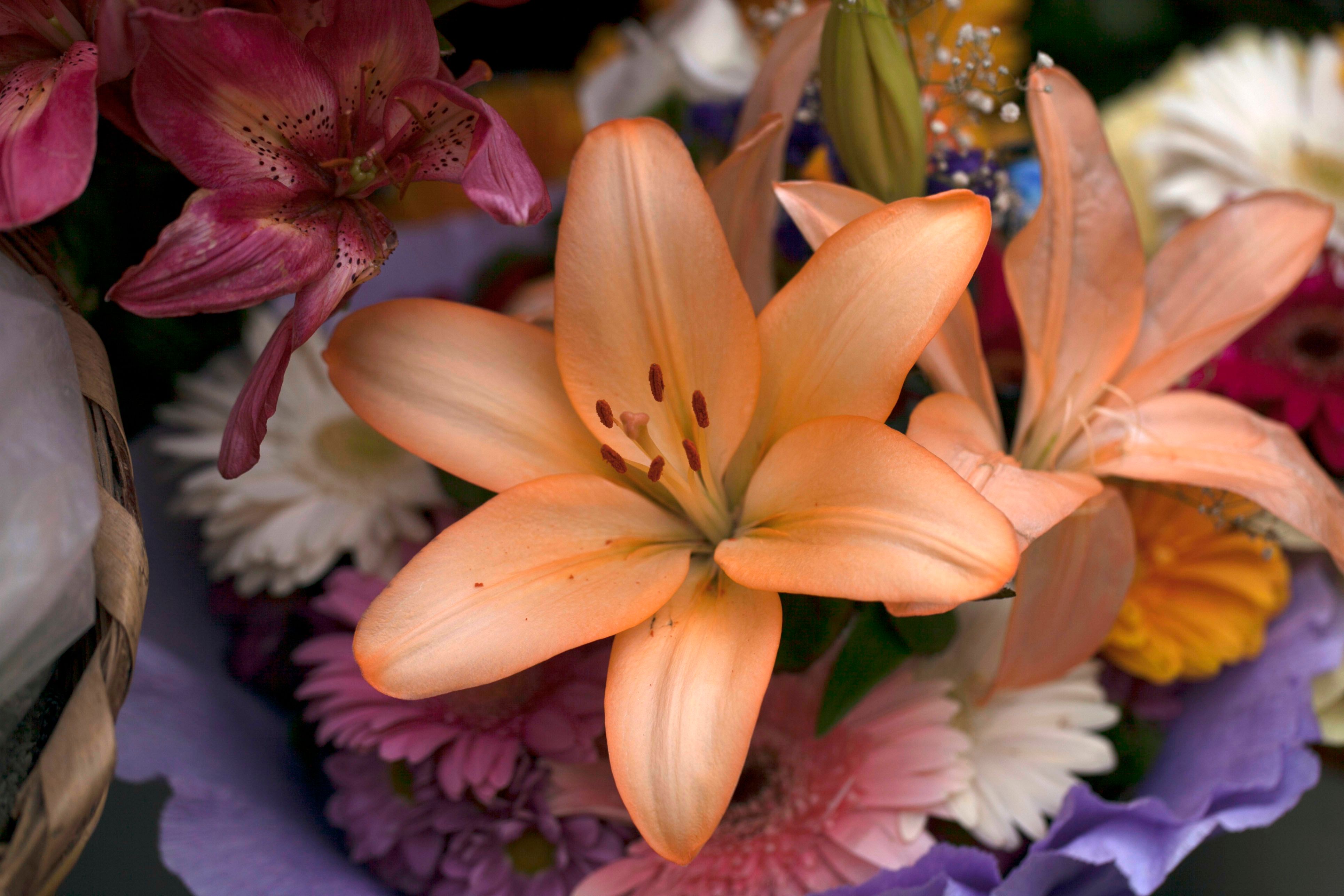 Flowers, cut; lilies (Lilium spp.), flowers and flower buds of a kind suitable for bouquets or ornamental purposes, fresh
