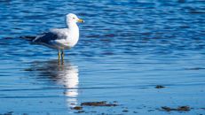 White and Black Bird on Water