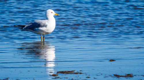 Free A serene image of a ring-billed gull standing in calm water, reflecting its silhouette. Stock Photo
