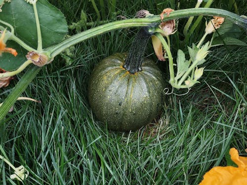 Δωρεάν στοκ φωτογραφιών με halloween, αγρόκτημα, αμπέλια Φωτογραφία από στοκ φωτογραφιών