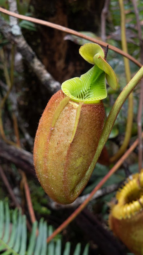 Close-Up Photograph of a Pitcher Plant