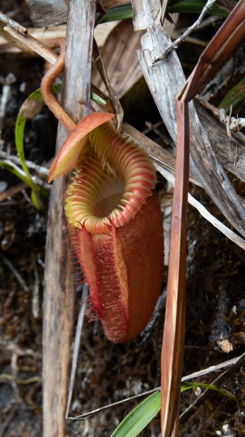 Free Detailed view of Nepenthes villosa, a carnivorous pitcher plant in its natural habitat. Stock Photo