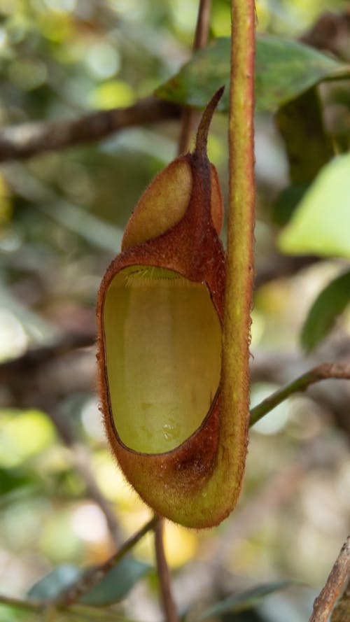 Brown and Green Oval Fruit