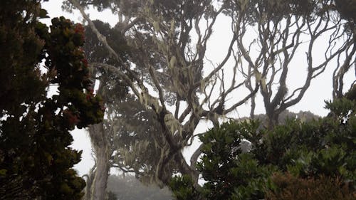 Foto profissional grátis de árvores, enevoado, musgo