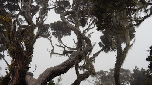 Foto profissional grátis de árvores, enevoado, musgo