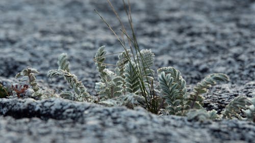 Foto profissional grátis de geada, planta, vegetação de montanha
