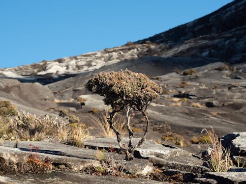 Foto profissional grátis de arbusto, planta, vegetação de montanha