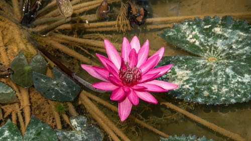 Foto profissional grátis de flor, flor cor-de-rosa, flor de lotus