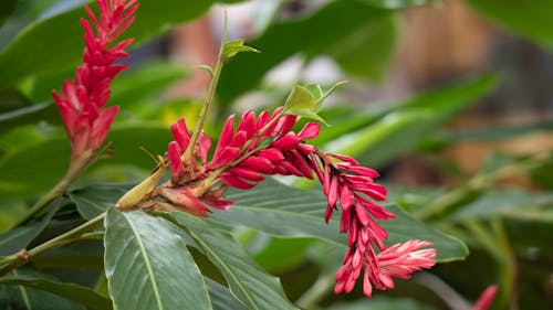 Foto profissional grátis de flor, flor vermelha