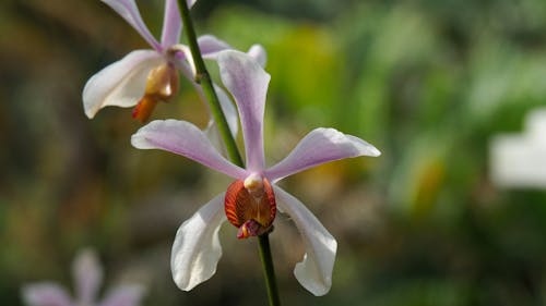 Foto profissional grátis de branco, flor, flor branca