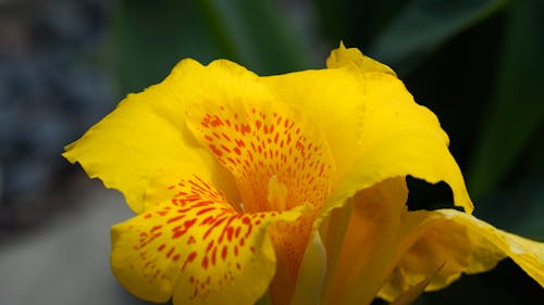 Foto profissional grátis de flor, flor amarela