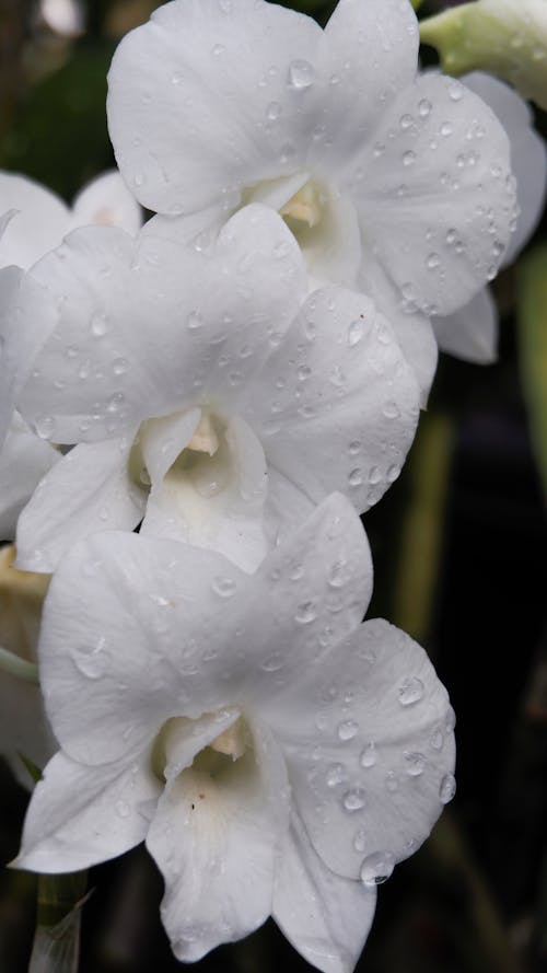 Foto profissional grátis de flor, flor branca, orquídea