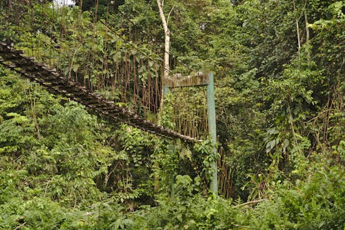 Wooden Footbridge in Forest