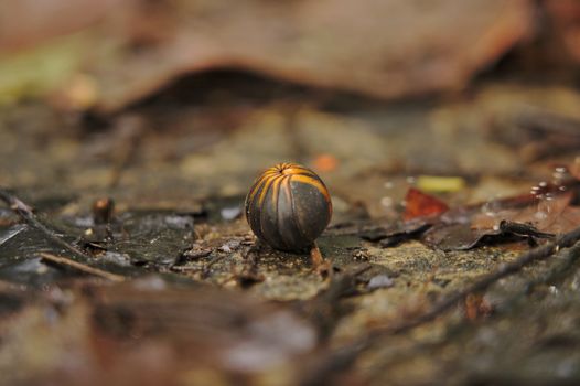 Macro shot of a pill bug on damp leaves in a forest setting.